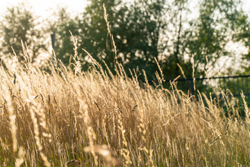 Nature yellow golden wheat grass grain cereal agriculture  field plant farm crop in summer sun sunset harvest