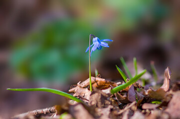 a soft flower blossom in a nature garden