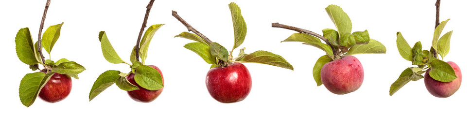 ripe juicy apples on a branch on a white background. set, collection