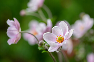 Anemone hupehensis japonica beautiful flowering plant, flowers with pale pink petals and yellow center in bloom
