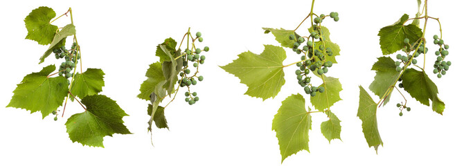 green vine leaves on white background. set, collection