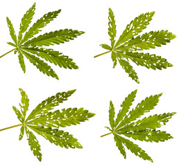 green cannabis leaves on white background. set, collection