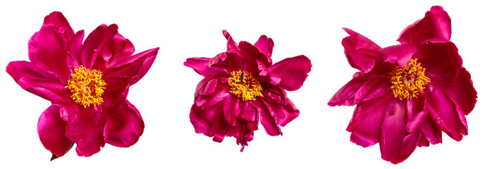 red peony flower isolated on white background. set, collection