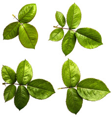 green leaves of rose bush on white background. set, collection