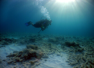 underwater scuba divers caribbean sea