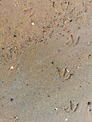 footprints of seagulls on the wet sand of the beach