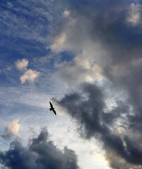 silhouette of a flying seagull against the clear sky and alarming storm clouds