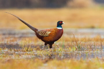 Common pheasant, phasianus colchicus, walking on flooded meadow in autumn nature. Colorful cock marching on poured river in fall. Wild bird with multicolored feather moving on wetland.