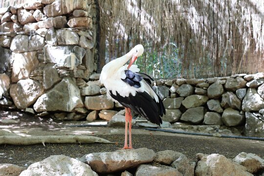 A stork in a zoo on the beautiful island of Gran Canaria. 