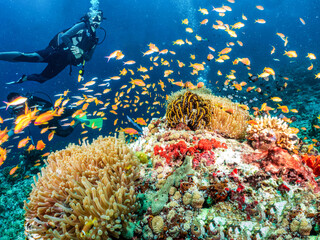 A scuba diver explores a colorful coral reef in the Indian Ocea, Maldives, full of fish and sea life
