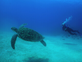 Obraz premium underwater scuba divers sea turtle caribbean sea