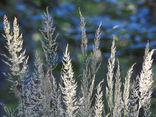 Lato w górach - trawy w zimnych, srebrzystych kolorach, tło