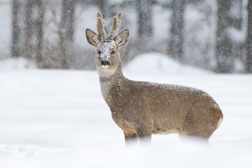 Roe deer, capreolus capreolus, buck walking through deep snow in wintertime nature. Brown buck with antlers in velvet looking to the camera in snowing weather. Wild mammal watching in white wilderness © WildMedia