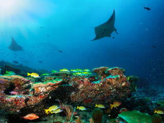 A colorful underwater reef in the Maldives islands with yellow snapper fish and Manta Rays passing by in the blue sea