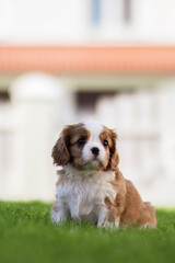 english cocker spaniel