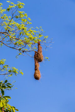 Ninho de Guacho no cerrado em Cavalcante, Goi&aacute;s, Brasil.