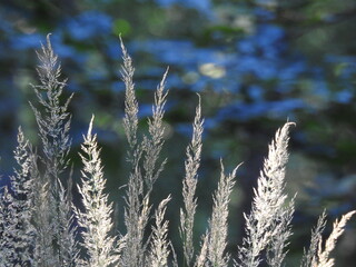 Lato w górach - trawy w zimnych, srebrzystych kolorach, tło