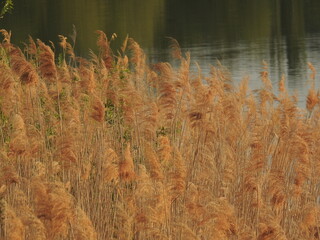 Lato nad wodą - trawy w ciepłych kolorach, tło
