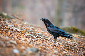 Common raven, corvus corax, sitting on leafs in autumn nature. Black crow standing on the ground in forest in fall season. Dark feathered bird watching in woodland.
