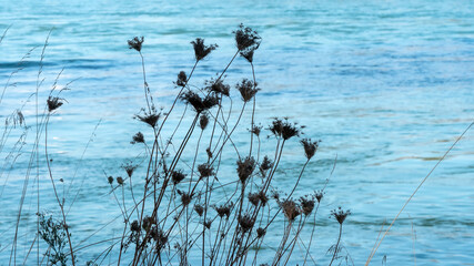 Close up of plants on the riverside