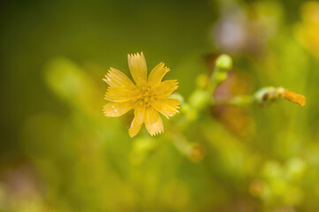 a soft flower blossom in a nature garden