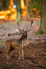 Naklejka na ściany i meble Fallow deer, dama dama, standing in forest in autumn nature at sunset. Wild spotted mammal looking to the camera in woodland. Animal with huge antlers watching on leafs in fall.