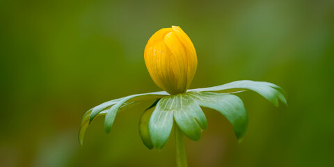 a soft flower blossom in a nature garden