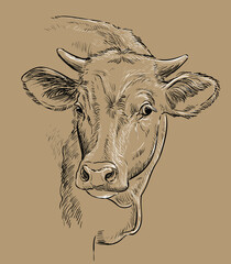 Head of beauty cow drawing illustration brown