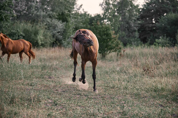 Beautiful bay horse running free