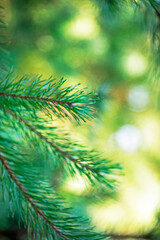 green branch of christmas tree on a dark background illuminated by the sun, vertical, blurred
