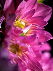 Naklejka premium Flower