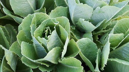 Large green vegetables used in healthy cooking, lettuce, salad greens.