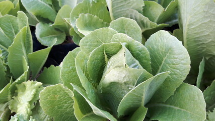 Large green vegetables used in healthy cooking, lettuce, salad greens.