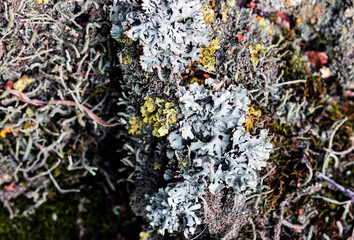 Foliose Lichen texture on the tree. Highly detailed fungus and moss in the outdoors forest.