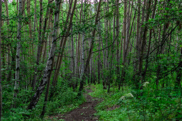 Fototapeta premium path between many tree trunks, birches in a green forest