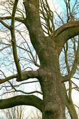 Pawłosiów, Park, Przyroda, Drzewa, Natura, Kapliczka