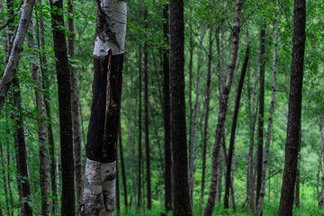 Fototapeta premium many tree trunks, birches, conifers in light green Siberian forest
