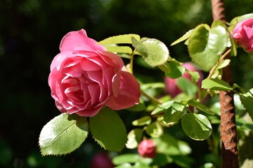 pink rose in garden
