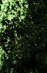 Moss texture on the tree. Highly detailed fungus and moss in the outdoors forest.