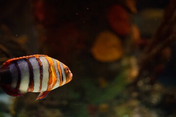 fish in aquarium