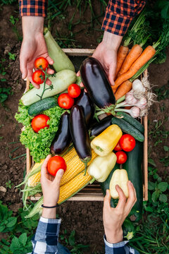 Man's hands and women holding vegetables in the background wooden crate full of vegetables from organic garden. Harvesting homegrown produce. Top view.