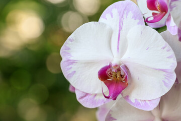 White pink orchid flower