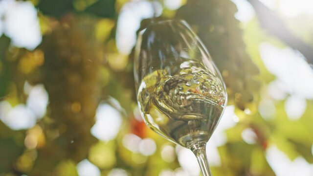 White wine tasting at the winery. Lightly shake a glass of superior eco white wine. Ripe bunches of Muscat vinogre are visible on the backgrounds. Slow motion shot, 4K