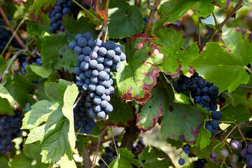 Naklejka premium Blaue Weintrauben an Weinreben an einem sonnigen Spätsommertag