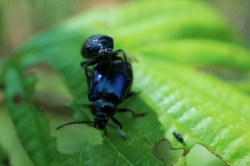 Blue insects sitting on a green leaf
