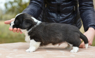 Welsh corgi pembroke puppy dog posing in standing