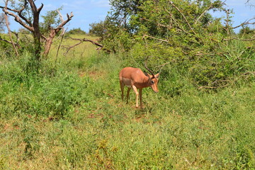 Naklejka na ściany i meble Springbok (impala) in South Africa grazing under green trees