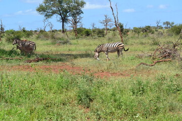 Fototapeta na wymiar zebra in the wild plains of Africa grazing amongst the green trees