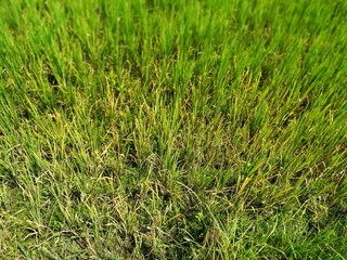 Photo of Paddy field with some damaged rice plants