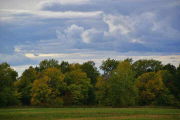 Yellow leaves of birches and red leaves of bird cherry and mountain ash against the background of still green trees at the very beginning of autumn. Sunny autumn day in the forests of the Western Ural